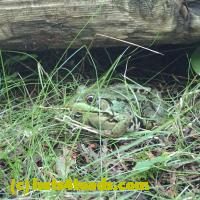 /home//u458753944/public_html/sourcegallery///Frogs/Mixed frogs/P8150210.JPG